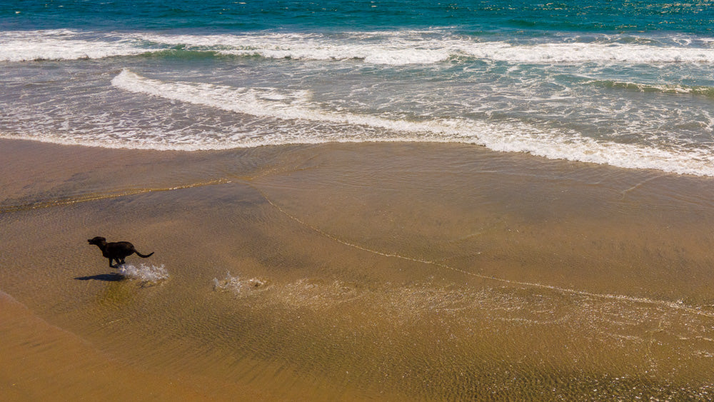 Huntington Dog Beach