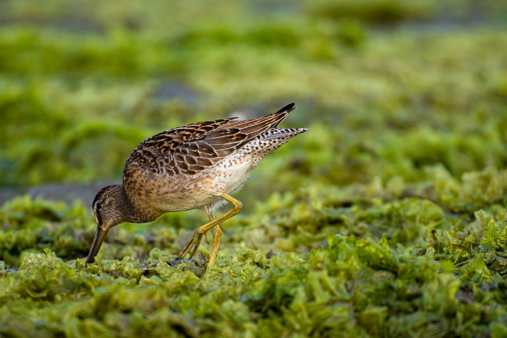 Back Bay Bird 2